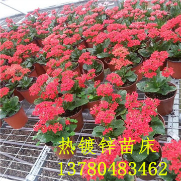 <a href='/' target='_blank'><a href='http://www.scwxx.com/miaochuangsheshi/203.html'target='_blank'>花架網(wǎng)</a></a>