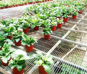 觀(guān)賞花網(wǎng)片實(shí)例展示